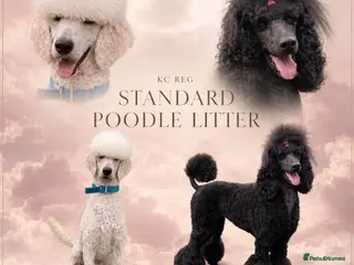 Standard Poodle dogs EXCEPTIONAL KC STANDARD POODLE LITTER - Advert 1