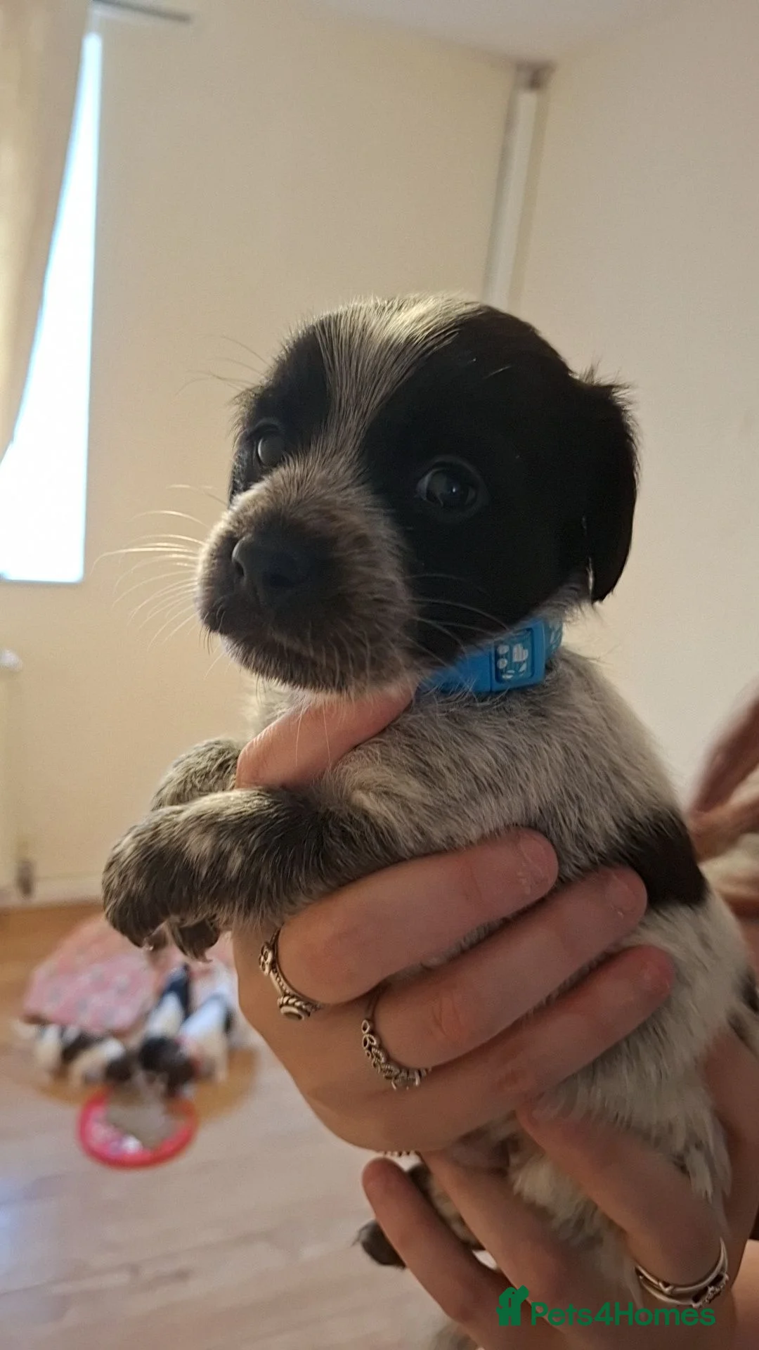 Mixed Breed dogs for sale: Jackapoos  - Advert 14