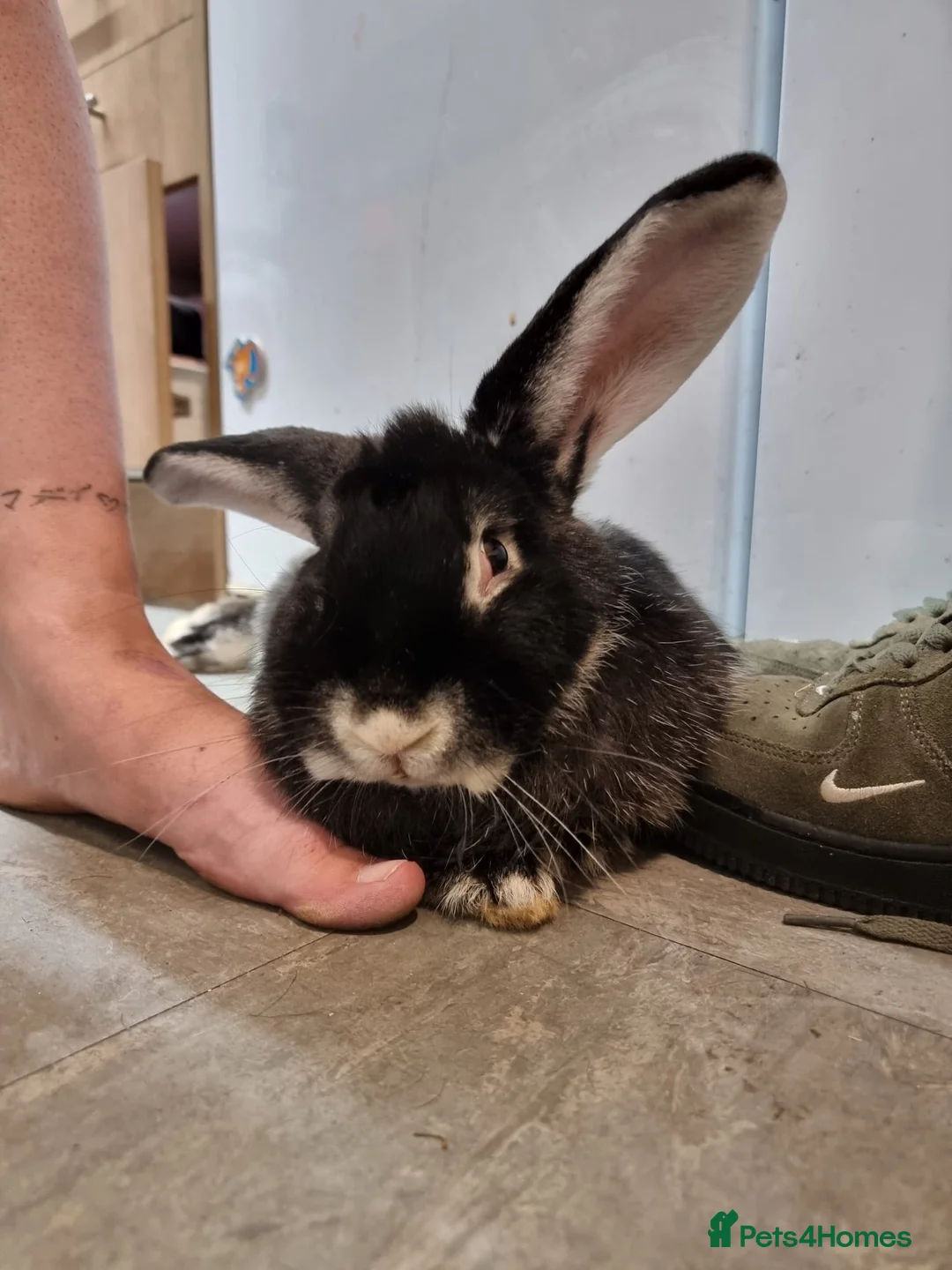 Continental Giant rabbits for sale: Female giant continental rabbit for rehoming in Dereham - Advert 1