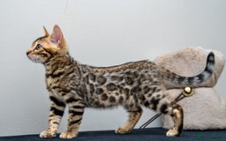Bengal cats for sale: Top quality Bengal Girl- TICA reg.- AVAILABLE NOW - Advert 4