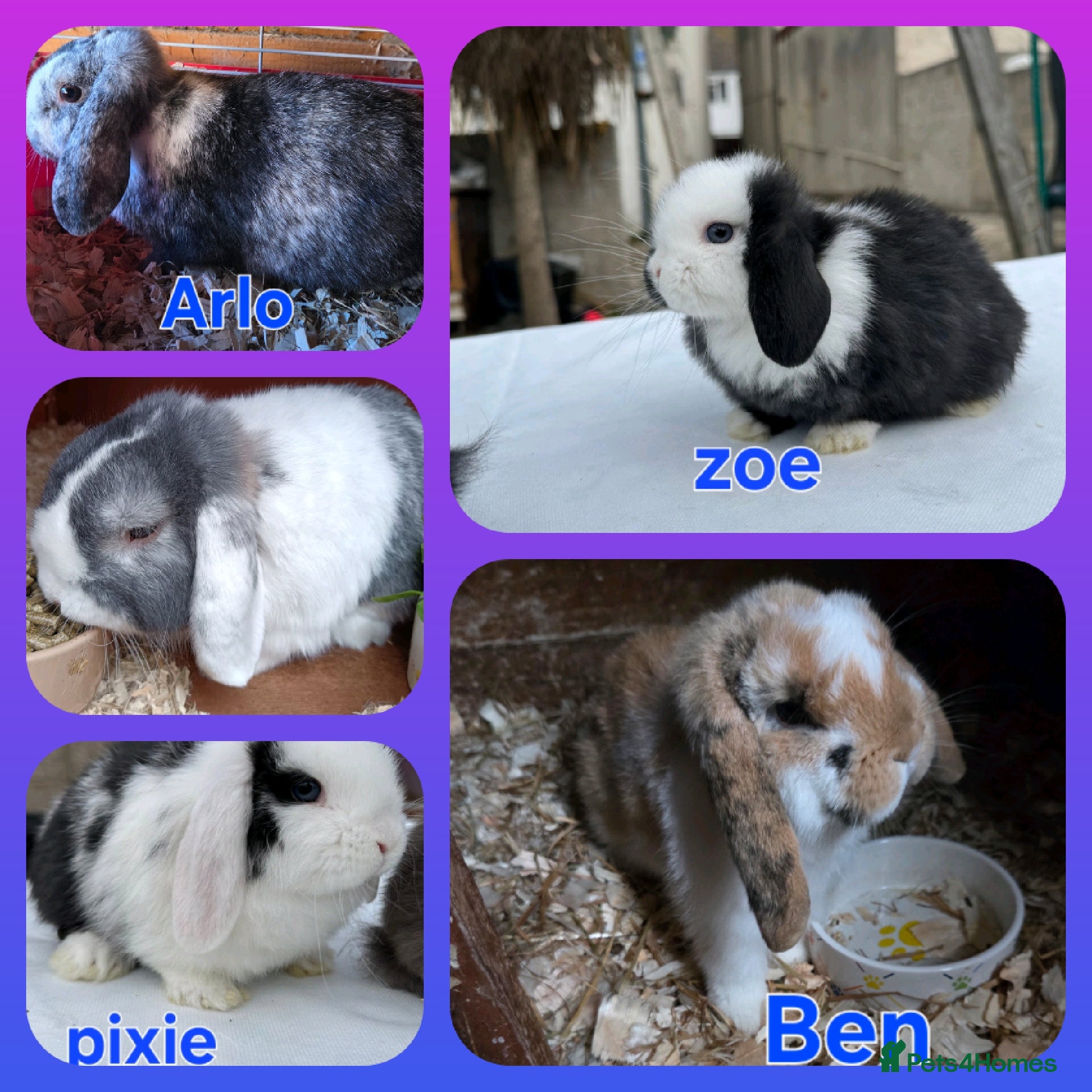 Mini Lop rabbits ♥️friendly mini lops FROM £30 ♥️ - Advert 1