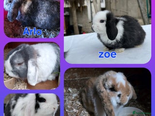 Mini Lop rabbits ♥️friendly mini lops FROM £30 ♥️ - Advert 10