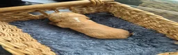 Cocker Spaniel dogs for sale: Beautiful Cocker spaniels pups  - Advert 21