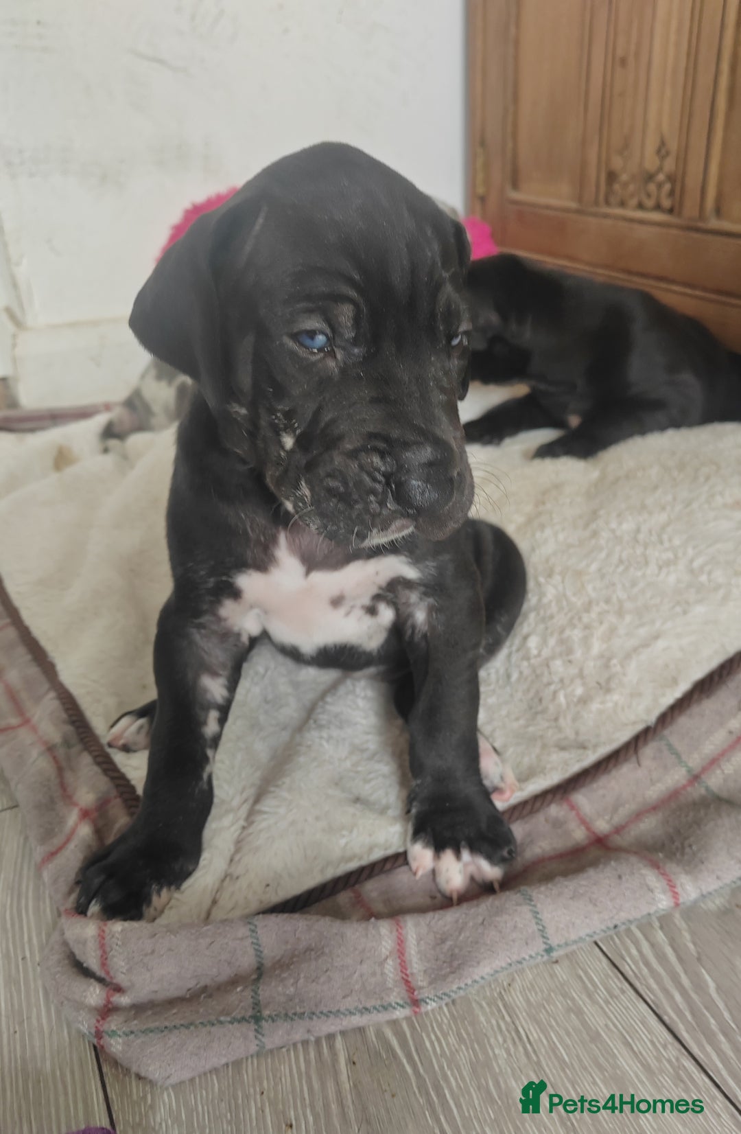 Great Dane dogs for sale: Beautiful KC registered Great Dane Puppies  - Image 10