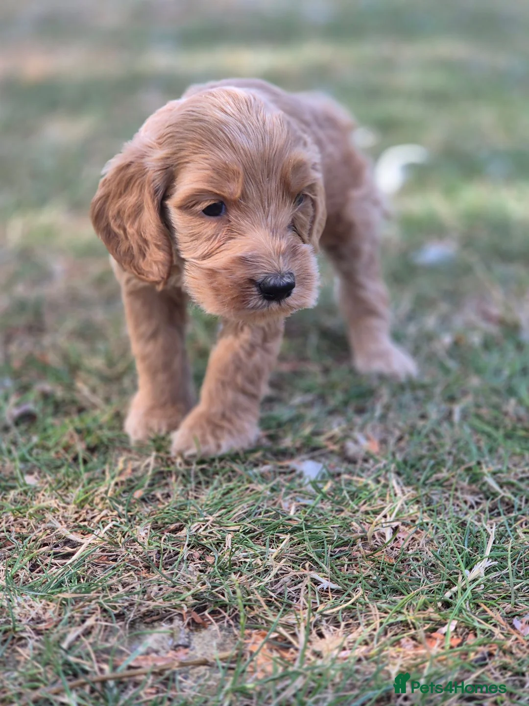 Cockapoo dogs for sale: F1 Cockapoo Puppies - Advert 1