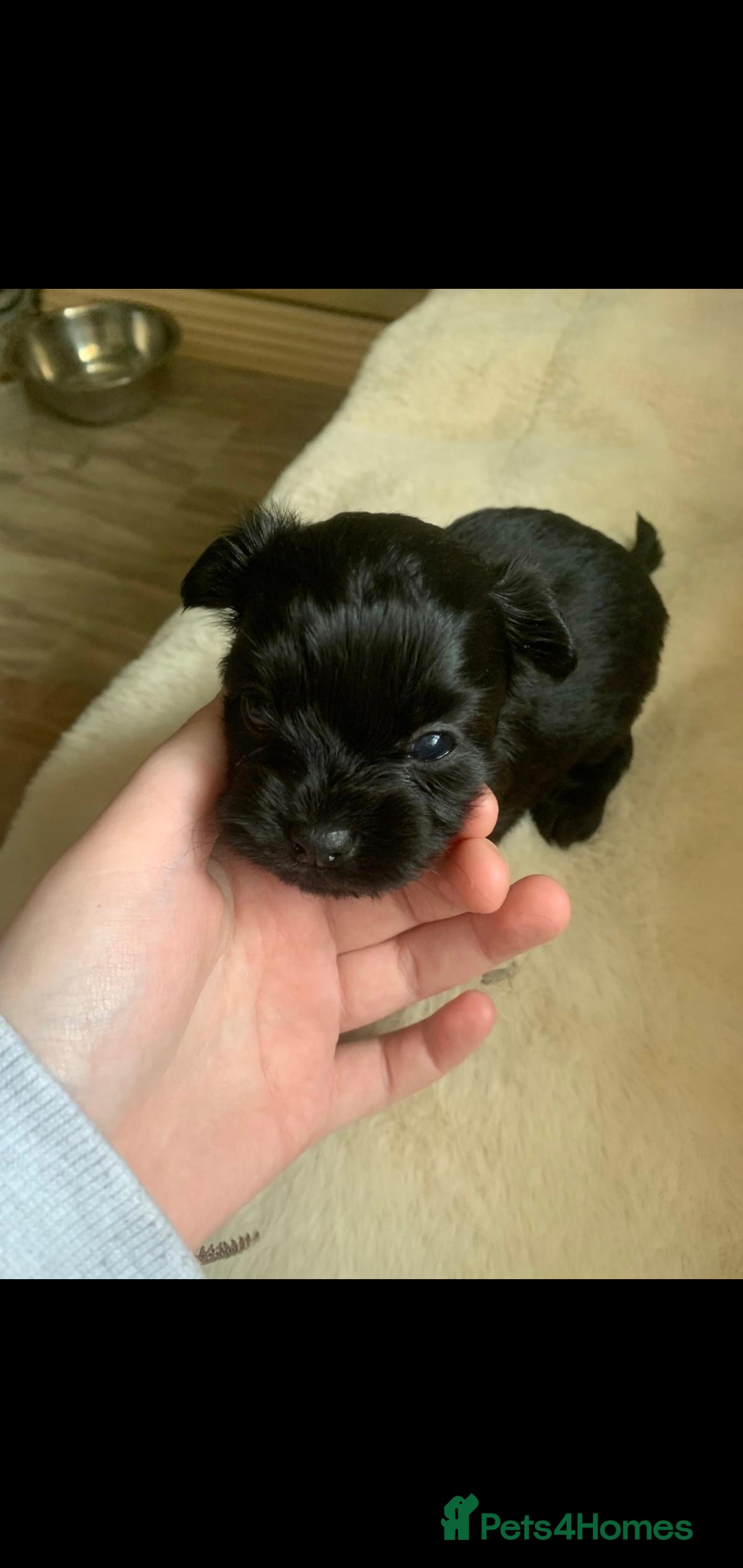 Chipoo dogs for sale: Beautiful Chipoo puppies.  - Image 8