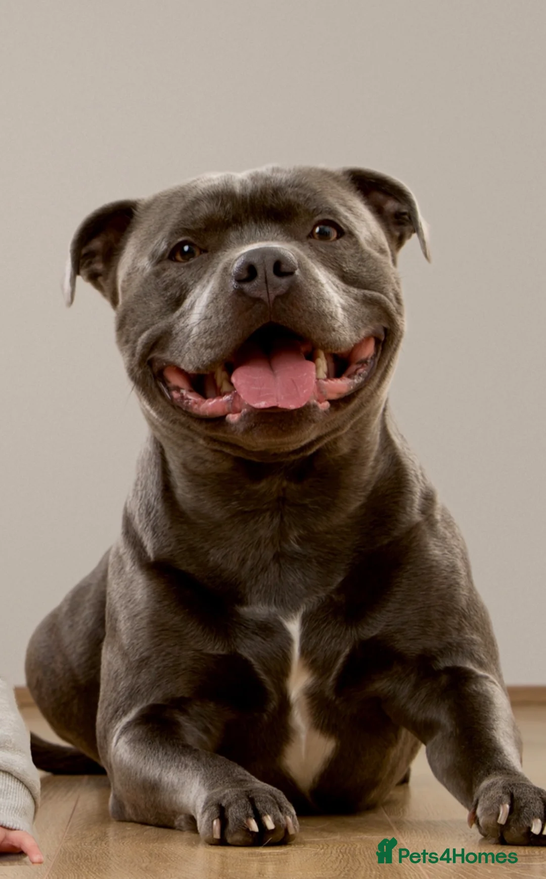Staffordshire Bull Terrier dogs for stud: Blue Staffordshire Bull Terrier for Stud - Advert 2