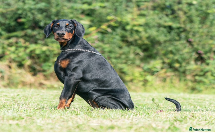 Dobermann dogs in Whitland - Advert 6