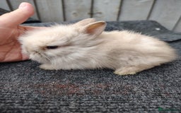 Lionhead rabbits for sale: Mini lops and lion head bunnies  - Image 2