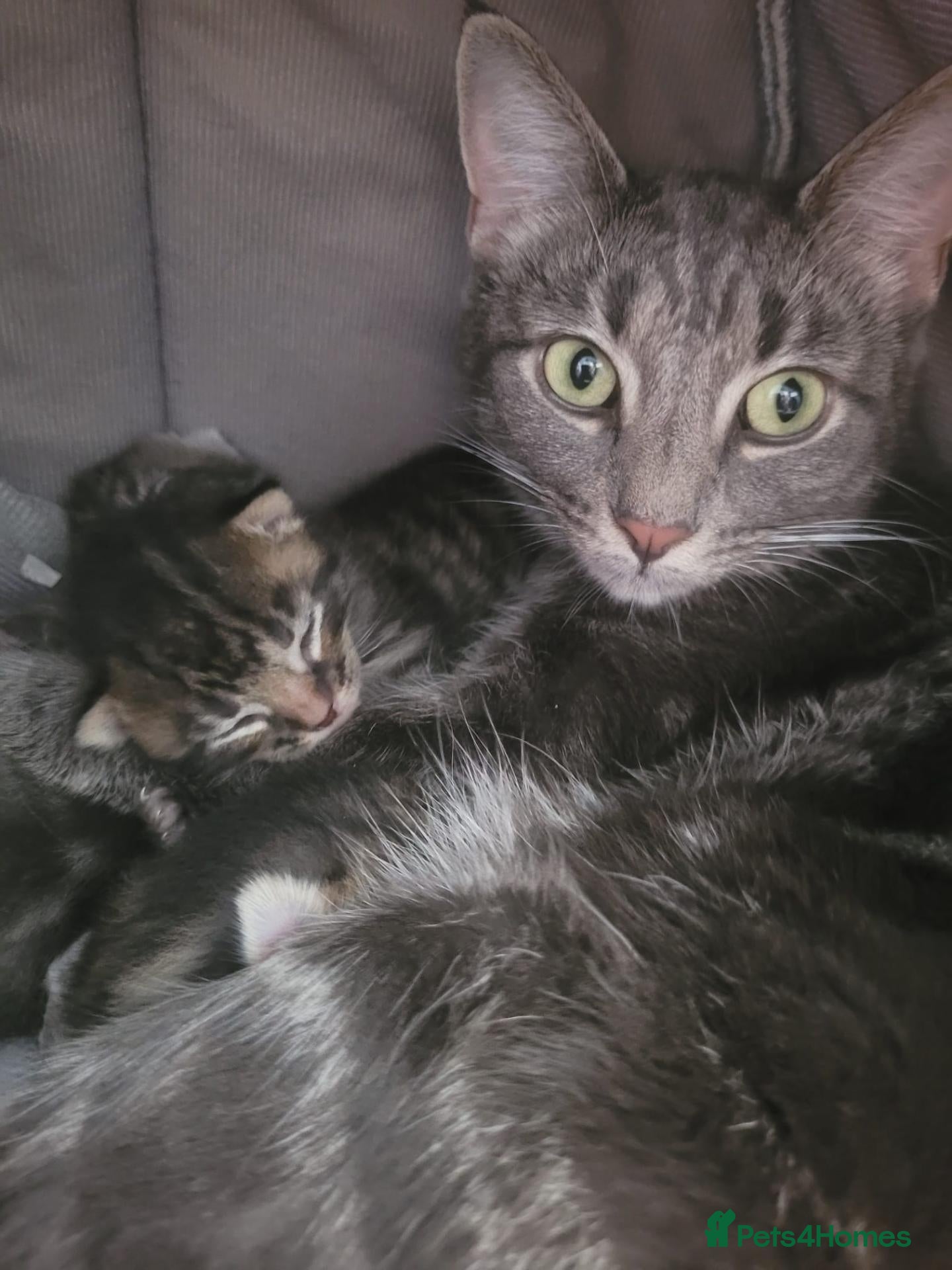 Mixed Breed cats for sale: Beautiful girl tabbies - Advert 1