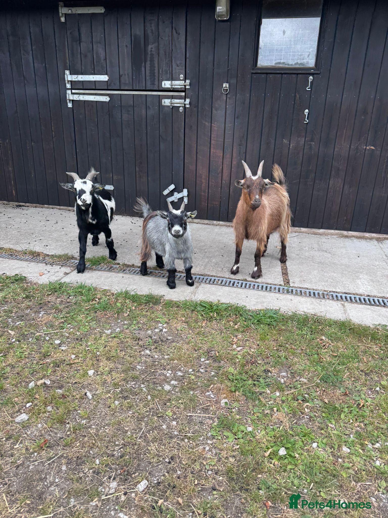 Goats livestock 3 male pygmey goats  - Advert 7