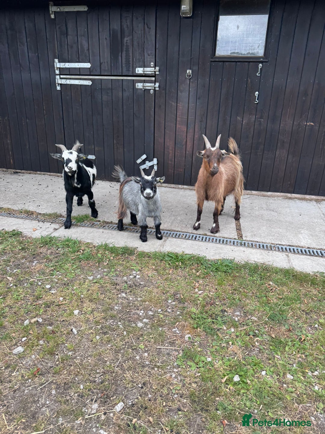 Goats livestock for sale: 3 male pygmey goats  - Advert 1
