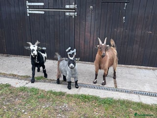 Goats livestock 3 male pygmey goats - Advert 2