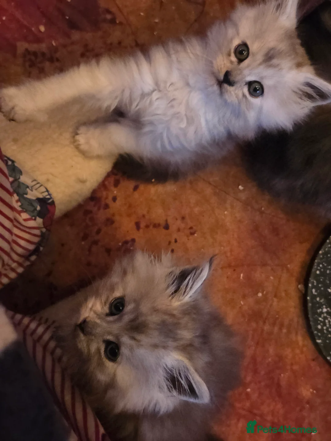 Maine Coon cats for sale: 2x female Maine Coon kittens in Abergele - Advert 2