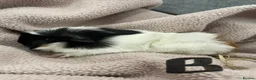 Guinea Pig rodents for sale: Gorgeous Male Guinea Pigs, mixed breeds - Advert 3