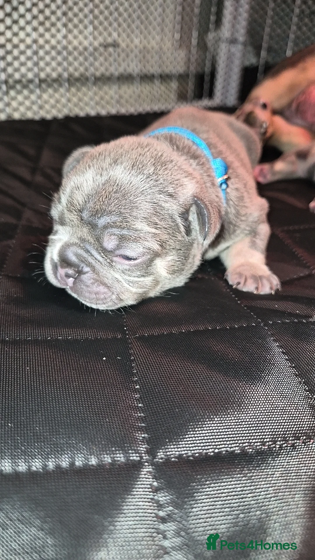 French Bulldog dogs for sale: Lilac and tan male frenchie for sale  in Chelmsford - Advert 2