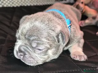 French Bulldog dogs Lilac and tan male frenchie for sale - Advert 5