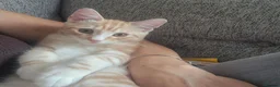 Mixed Breed cats for sale: Pumpkin - Advert 6