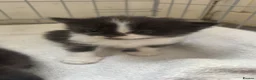 Mixed Breed cats for sale: 2 kittens remaining in Derby - Advert 2