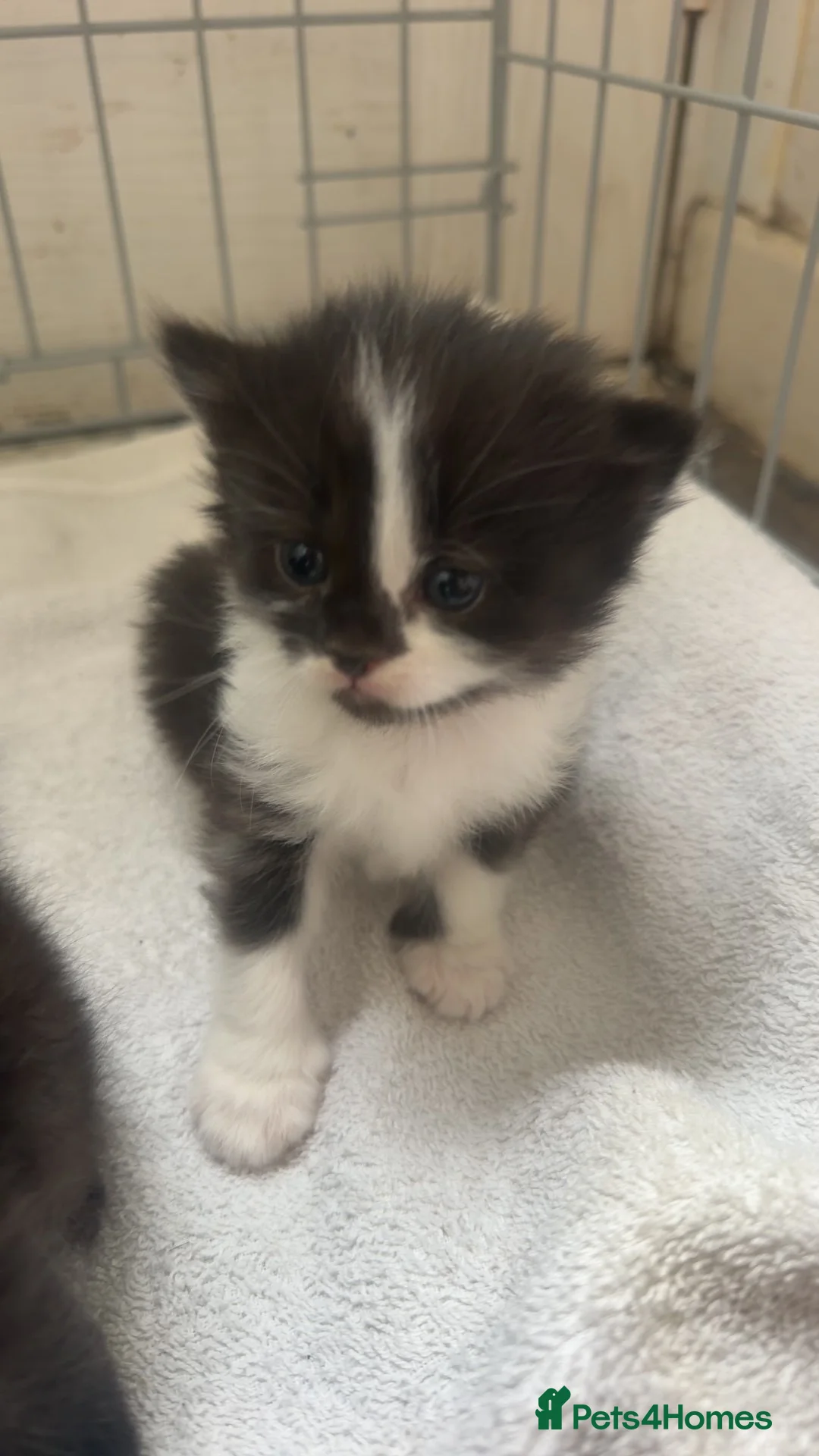 Mixed Breed cats for sale: 2 kittens remaining in Derby - Advert 2
