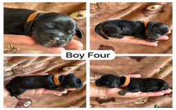 Cocker Spaniel dogs for sale: Kc, show cocker, dna, hips and eye tested parents  - Image 7