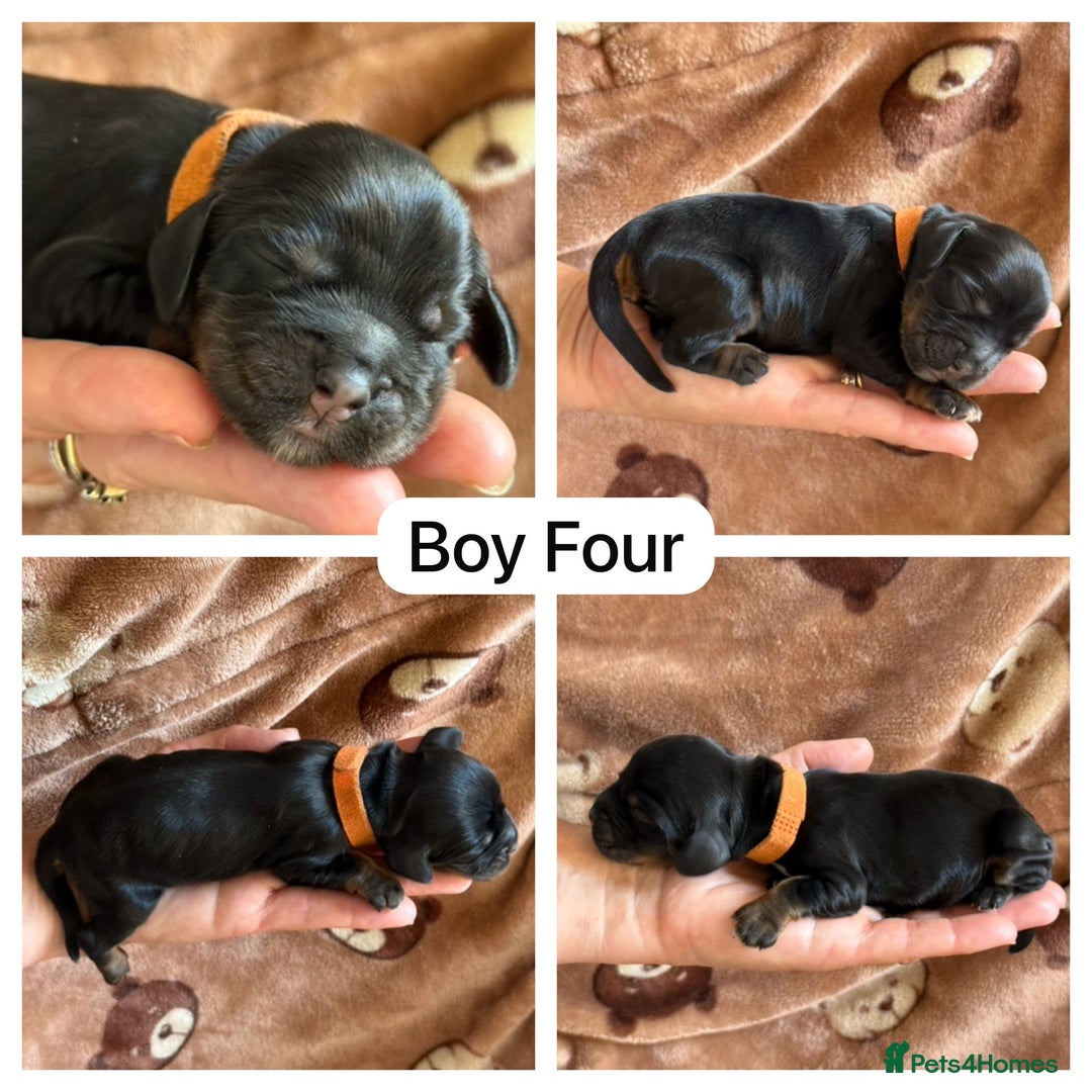 Cocker Spaniel dogs for sale: Kc, show cocker, dna, hips and eye tested parents  - Image 7