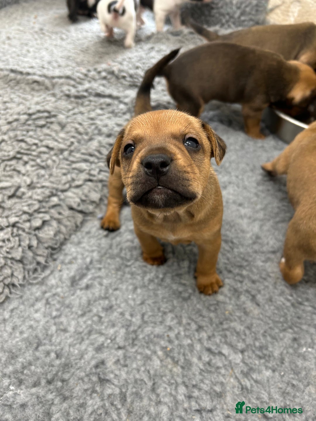 Mixed Breed dogs for sale: Jack Russell X Frenchie  - Image 10