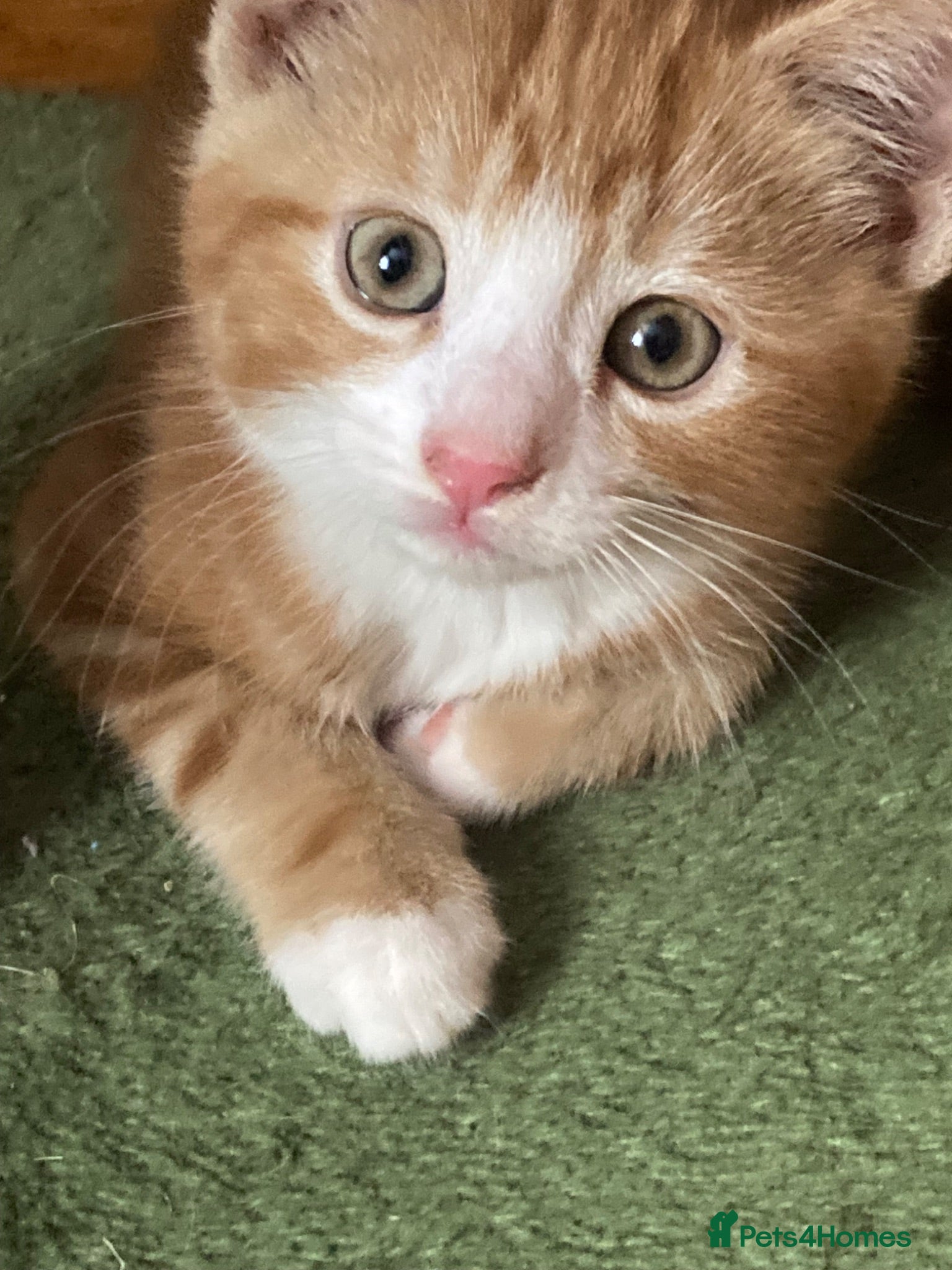 Mixed Breed cats Lovely kittens for sale  - Advert 2