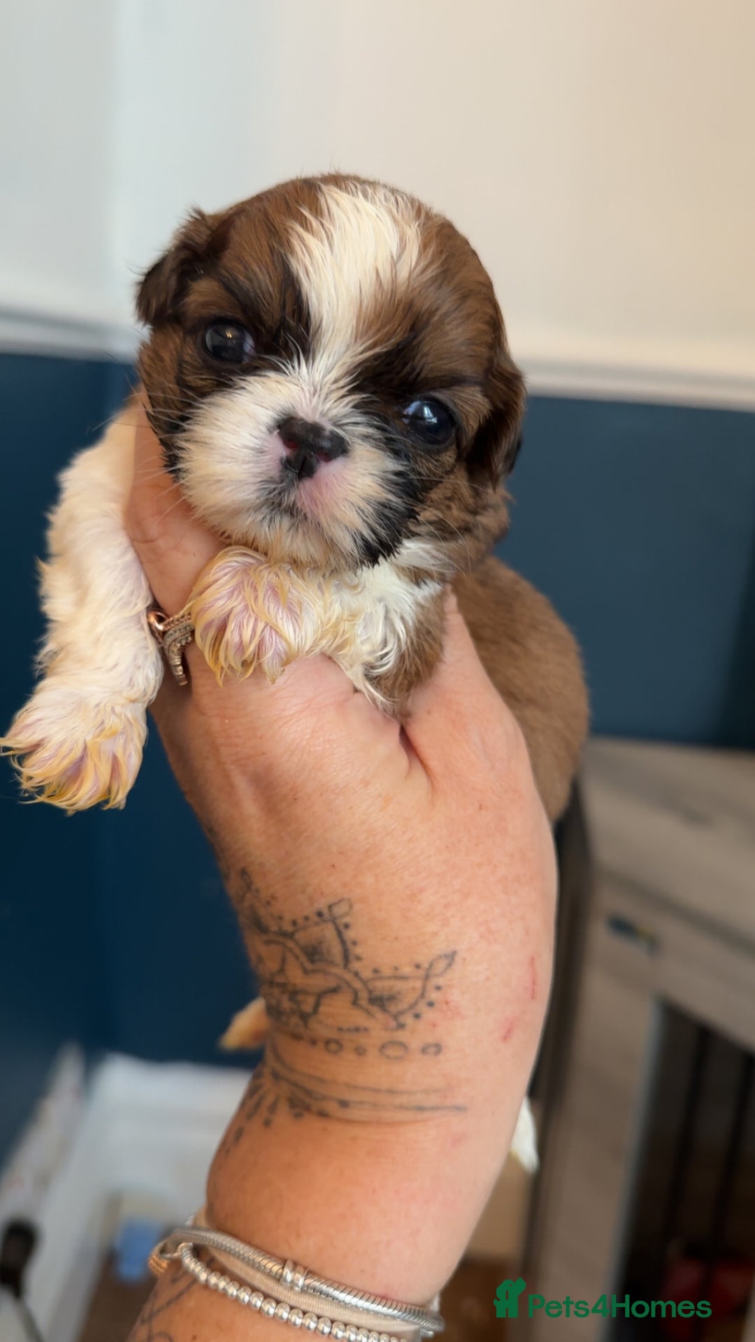 Shih Tzu dogs for sale: Stunning imperial shih tzu puppies  - Advert 38