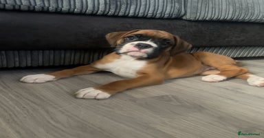 Boxer dogs - Advert 10