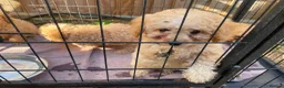 Labradoodle dogs for sale: Miniature labradoodle ready for their forever home - Advert 17