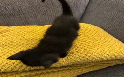 Russian Blue cats for sale: Beautiful Russian blue cross kittens - Image 12