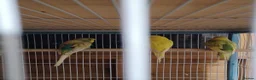 Budgerigars birds for sale: Baby Budgies - Advert 4