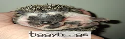 Pygmy Hedgehog rodents for sale: Handsome Male African pygmy hedgehogs  - Advert 5