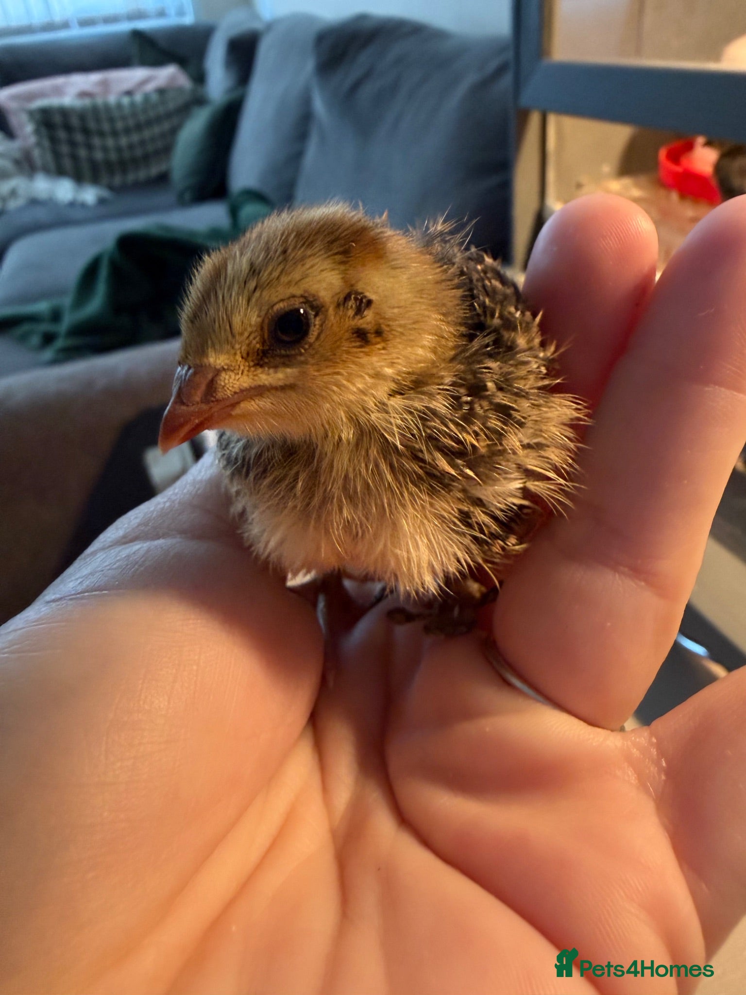 Quail poultry Progressive Pied & Designer Coturnix Quail Chicks - Advert 1
