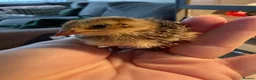 Quail poultry for sale: Progressive Pied & Designer Coturnix Quail Chicks - Advert 1