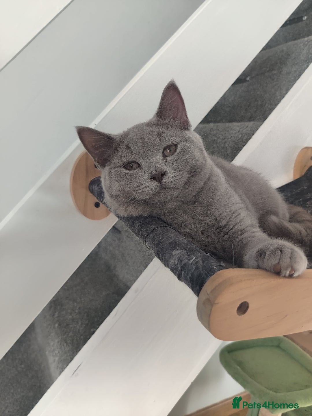 Scottish Fold cats for sale: Scottish straight boys for sale  - Advert 4