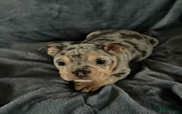 Mixed Breed dogs for sale: Beautiful spotty babies - Image 4