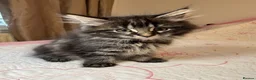Mixed Breed cats for sale: Blacky and Stormy  in Luton - Advert 9
