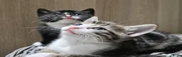 British Shorthair cats for sale: 2 gorgeous male kittens for sale  - Advert 5