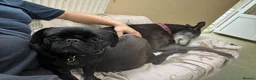 Greyhound dogs for adoption: Jetts & Flump - Advert 2