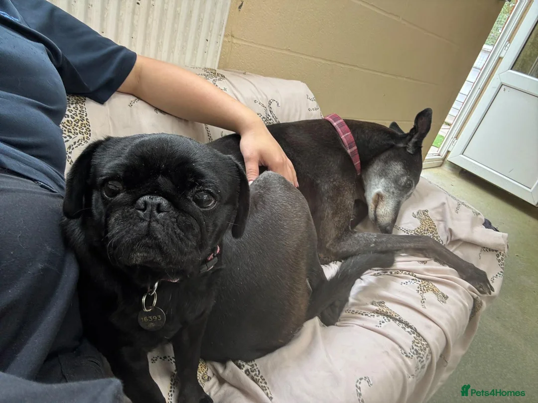 Greyhound dogs for adoption: Jetts & Flump - Advert 2
