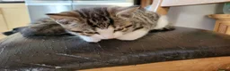 Mixed Breed cats for sale: 2 boys kittens ready to leave - Advert 4