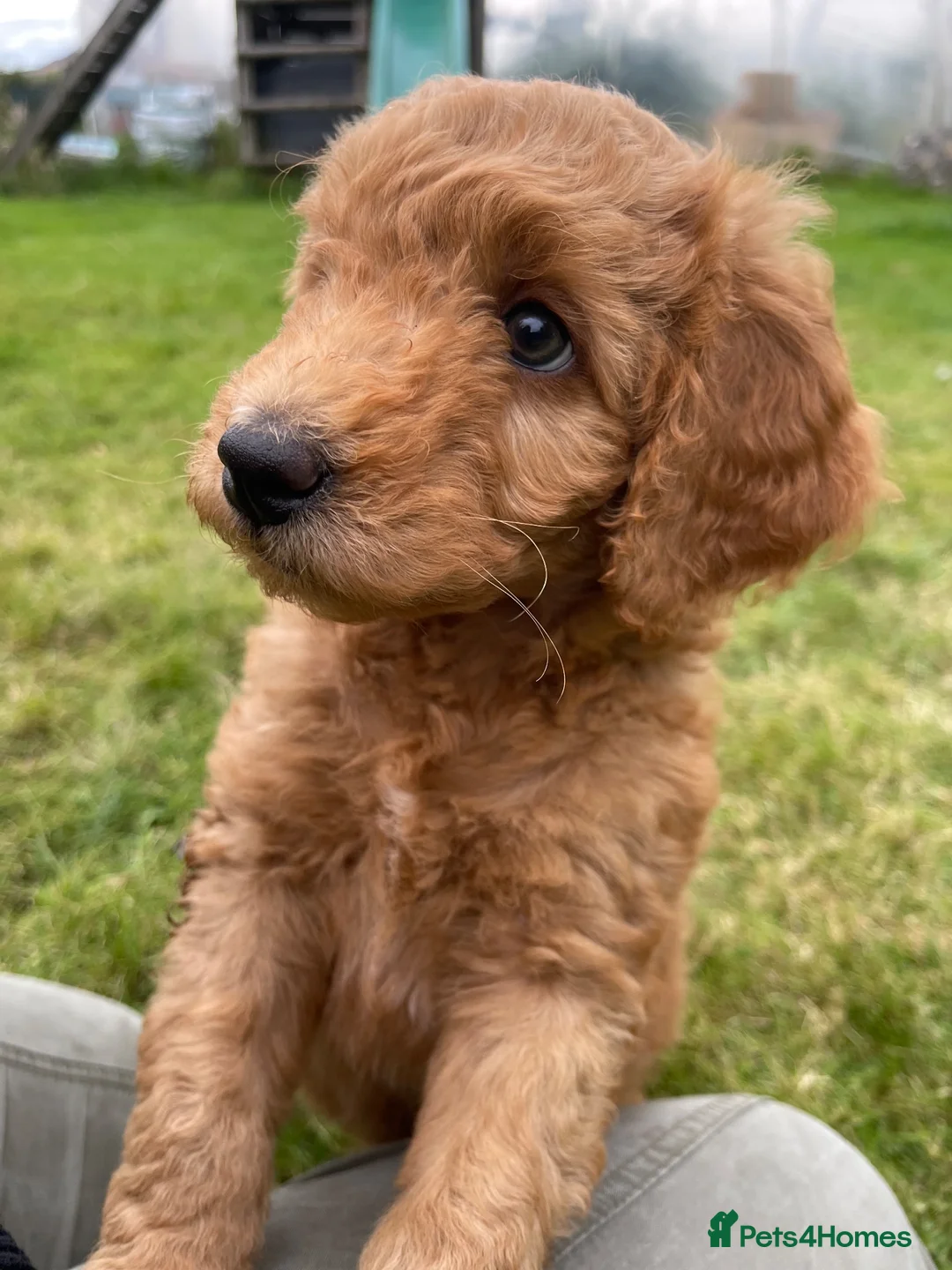 Australian Labradoodle dogs for sale: Australian Labradoodle puppies - Advert 2