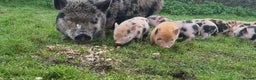 Pig livestock for sale: Minature Pigs (7/8 Juliana) - Advert 1