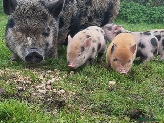 Pig livestock Minature Pigs (7/8 Juliana) - Advert 1