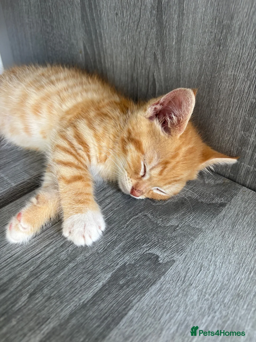 British Shorthair cats for sale: Tiger 14 weeks old - Advert 2