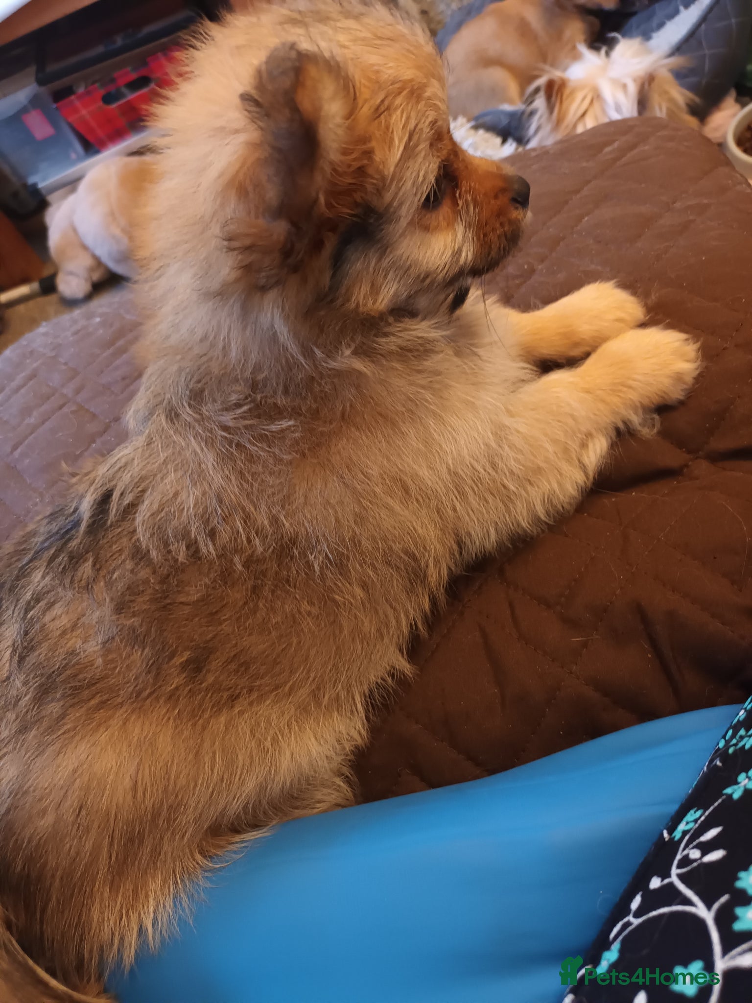 Mixed Breed dogs for sale: Adorable fluffy lasapom - Advert 10