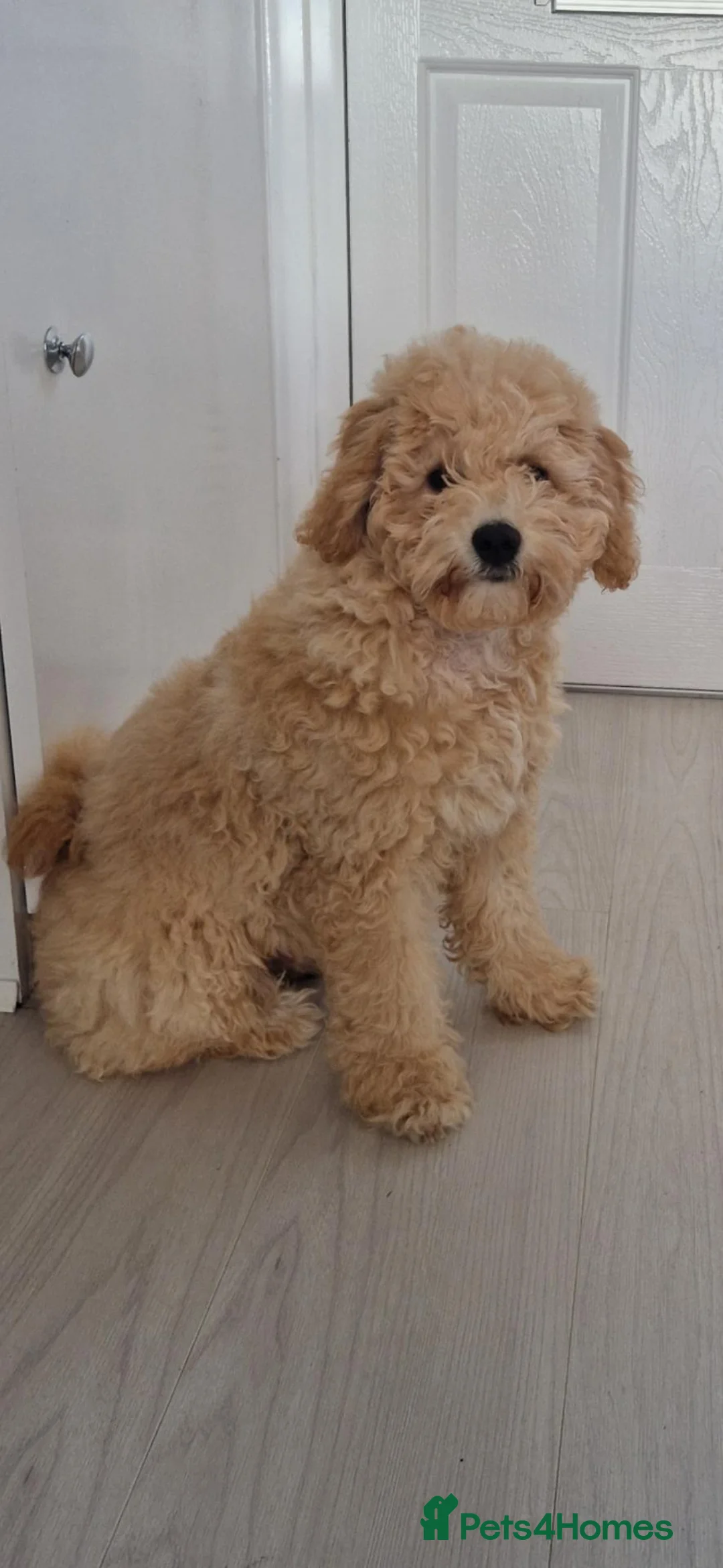 Poochon dogs for sale: Poochon Pup (16 weels old)  - Advert 1