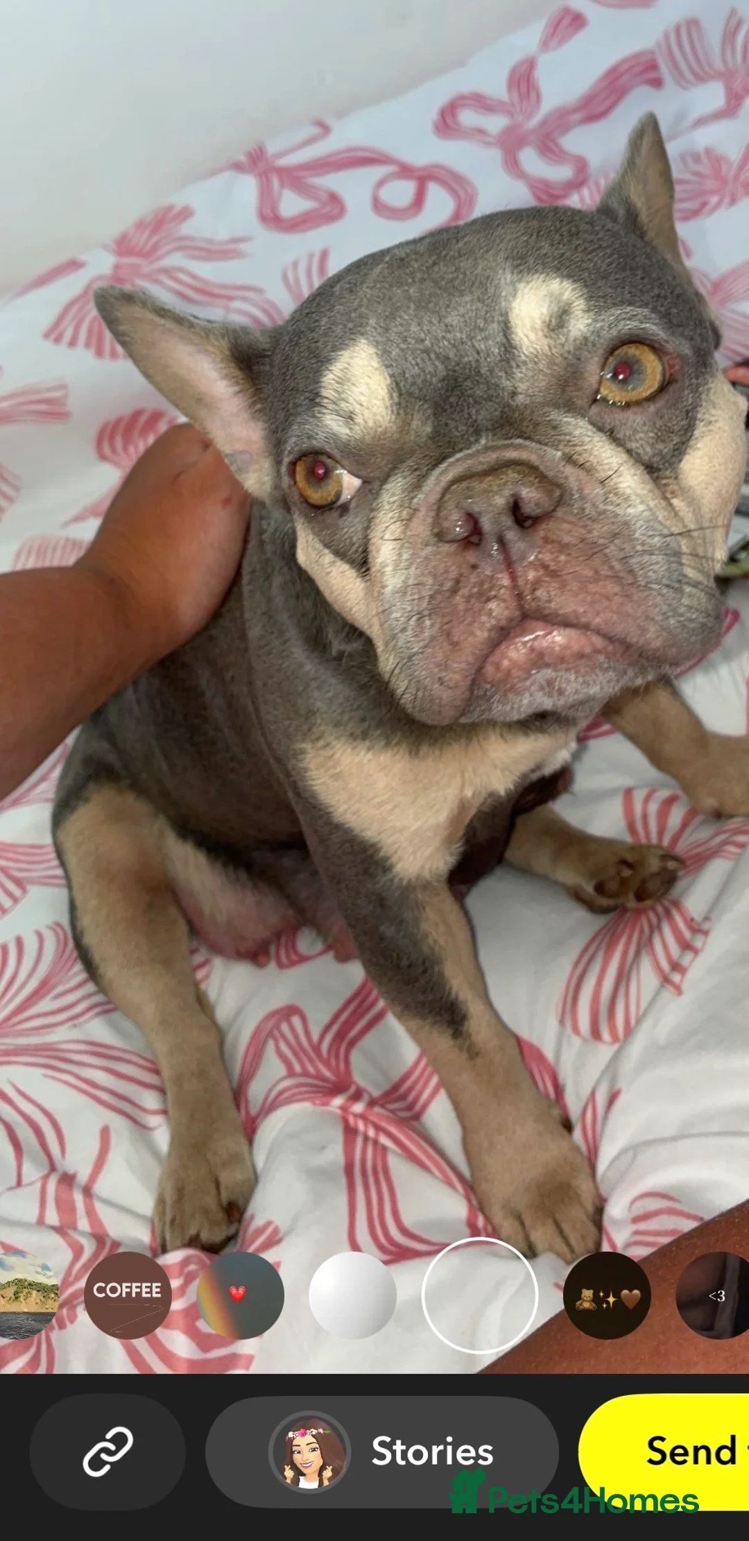French Bulldog dogs for sale: French bulldogs puppies  in Liverpool - Advert 1